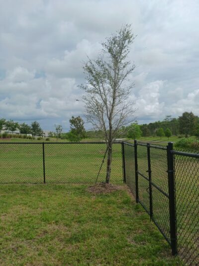 Dog Park - Orlando, FL