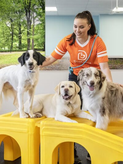 Dogtopia of Downtown Orlando - Orlando, FL