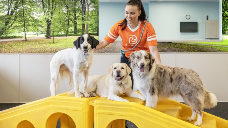 Dogtopia of Downtown Orlando - Orlando, FL