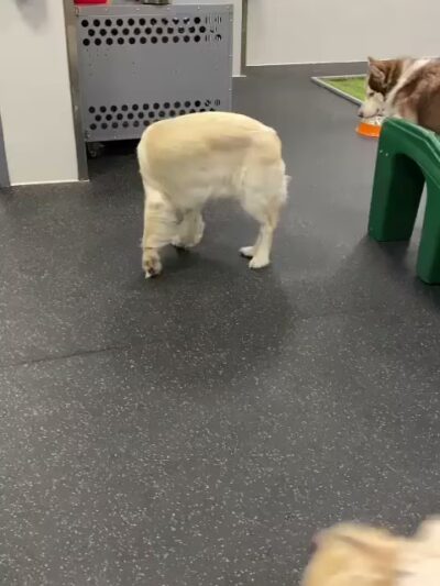 Dogtopia of Downtown Orlando - Orlando, FL