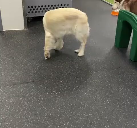 Dogtopia of Downtown Orlando - Orlando, FL