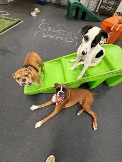 Dogtopia of Downtown Orlando - Orlando, FL