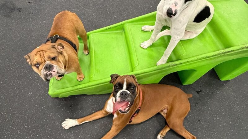 Dogtopia of Downtown Orlando - Orlando, FL