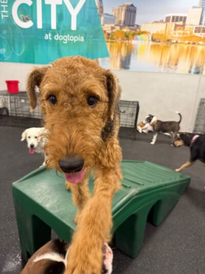 Dogtopia of Downtown Orlando - Orlando, FL