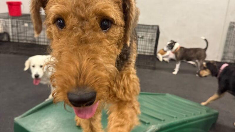 Dogtopia of Downtown Orlando - Orlando, FL