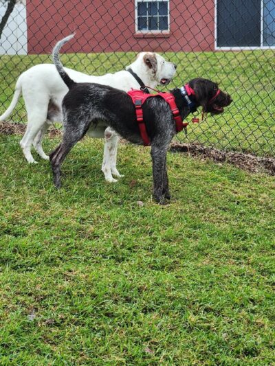 Fieldstream North Dog Park & Playground - Orlando, FL