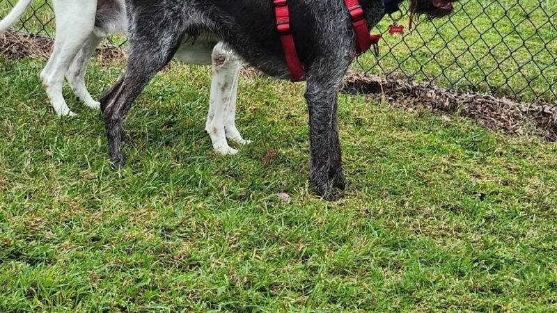 Fieldstream North Dog Park & Playground - Orlando, FL