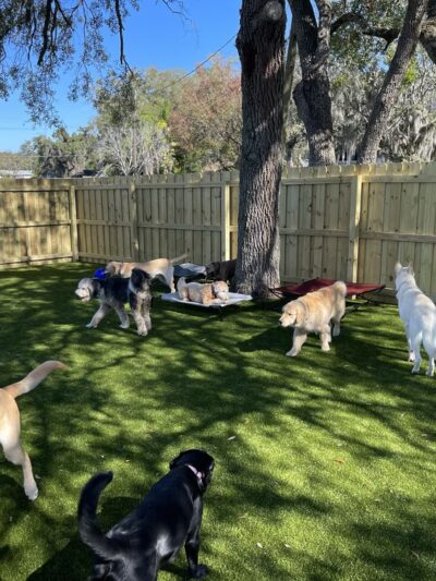 Kamp K9 - Orlando, FL