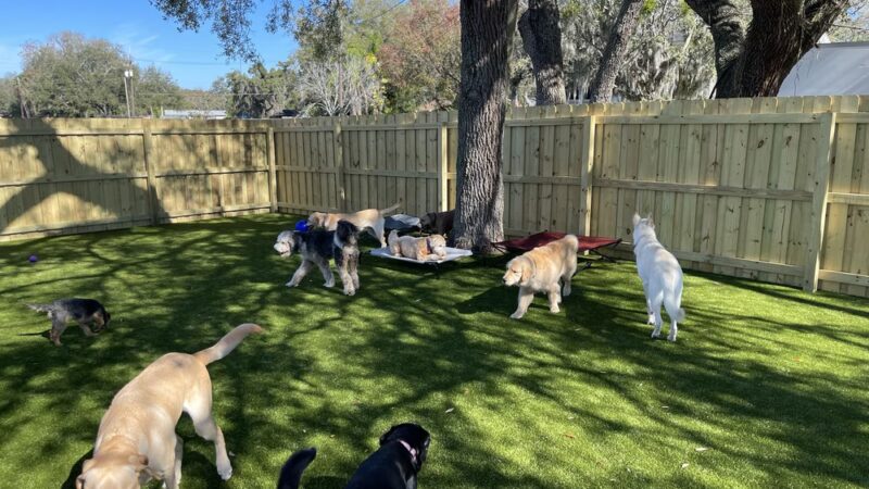Kamp K9 - Orlando, FL
