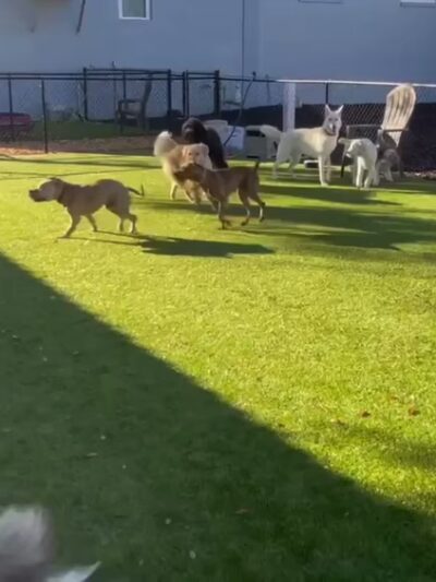 Kamp K9 - Orlando, FL