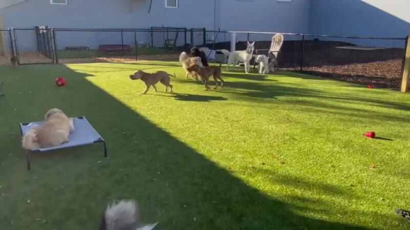 Kamp K9 - Orlando, FL