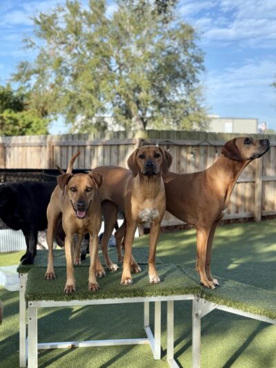 Kamp K9 - Orlando, FL