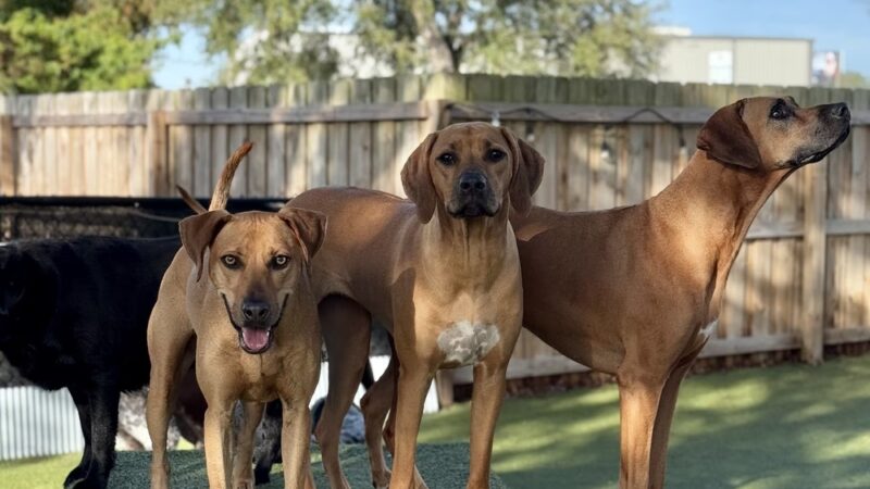 Kamp K9 - Orlando, FL