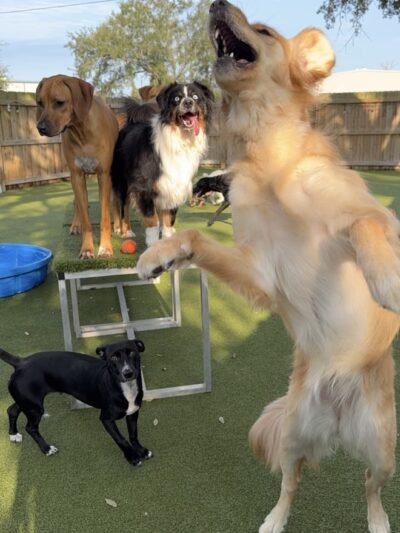 Kamp K9 - Orlando, FL