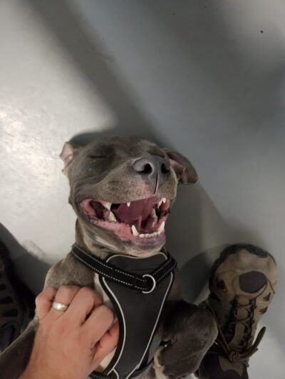 Kamp K9 - Orlando, FL