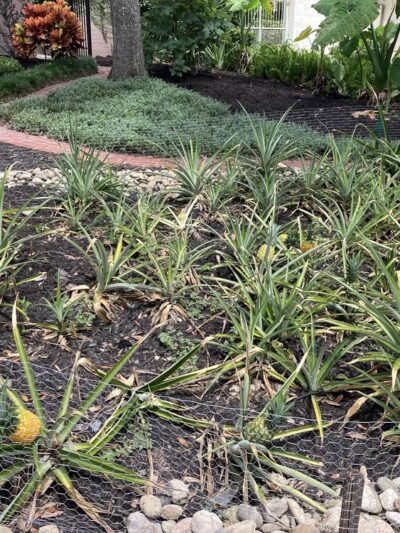 Lake Adair Park - Orlando, FL