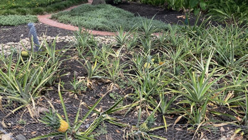 Lake Adair Park - Orlando, FL