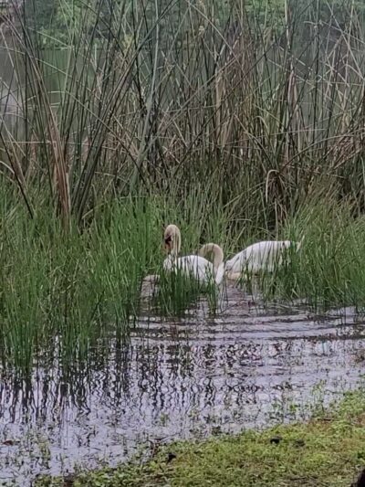 Lake Cherokee Park - Orlando, FL