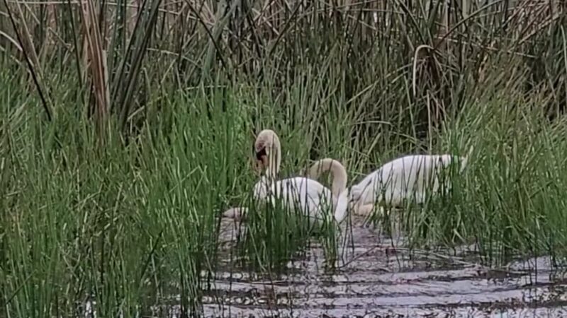 Lake Cherokee Park - Orlando, FL