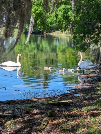 Lake Cherokee Park - Orlando, FL