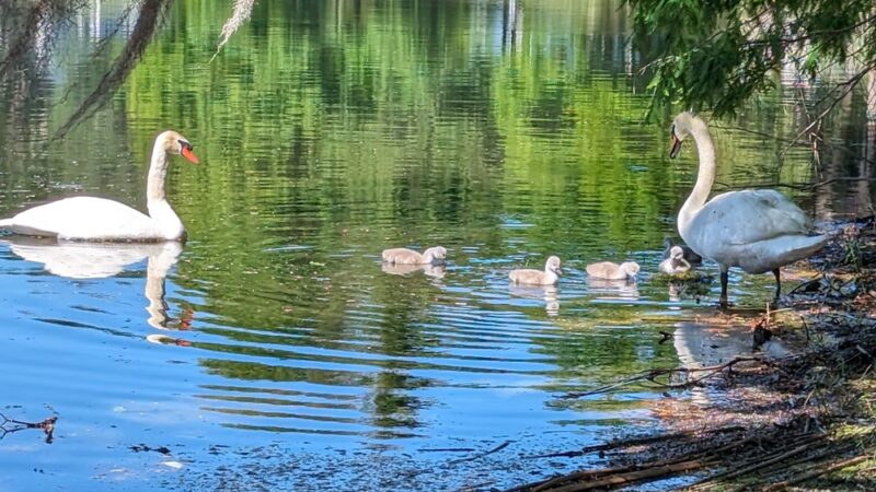 Lake Cherokee Park - Orlando, FL