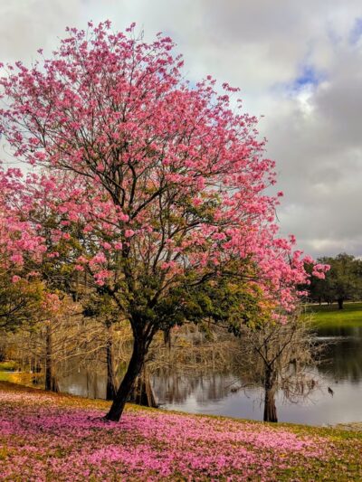Lake Como Park - Orlando, FL