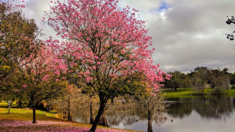 Lake Como Park - Orlando, FL