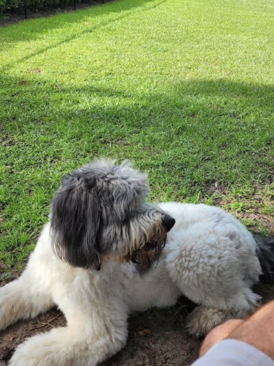 Lake District Dog Park - Orlando, FL