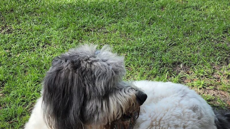 Lake District Dog Park - Orlando, FL