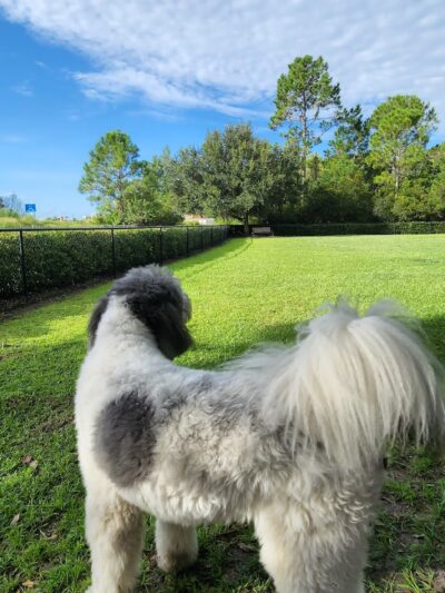 Lake District Dog Park - Orlando, FL