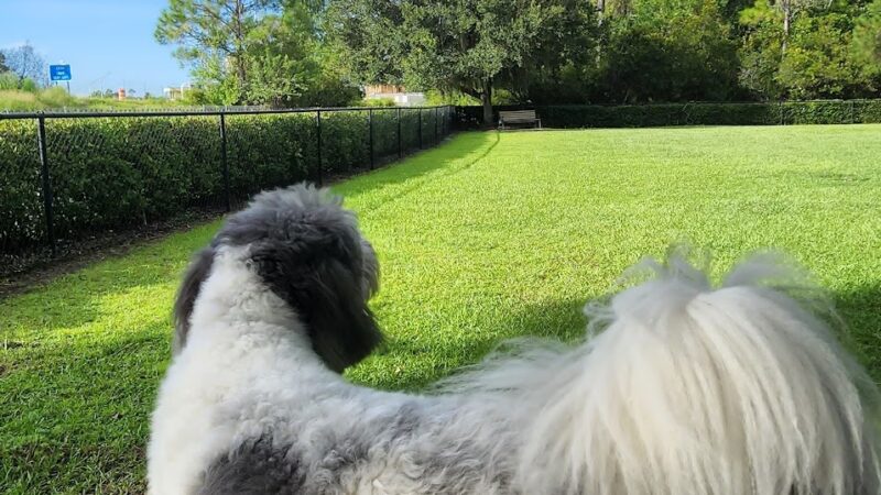 Lake District Dog Park - Orlando, FL