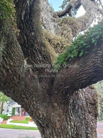 Lake Lawsona Park - Orlando, FL