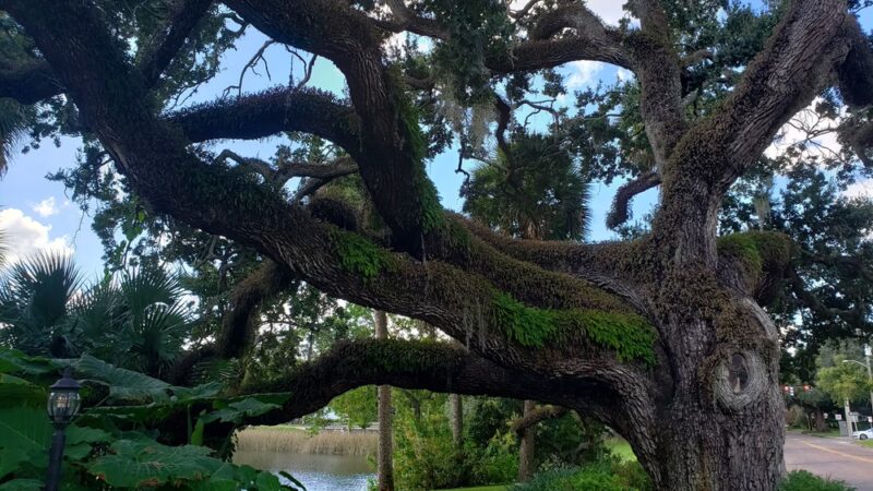 Lake Lawsona Park - Orlando, FL