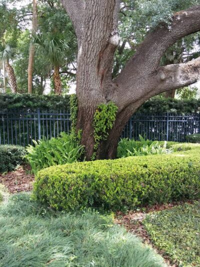 Park Lake - Orlando, FL