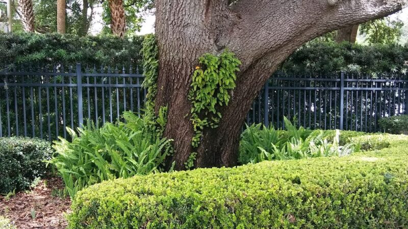 Park Lake - Orlando, FL