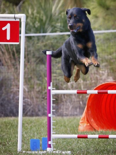 Practice Makes Pawfect - Orlando, FL