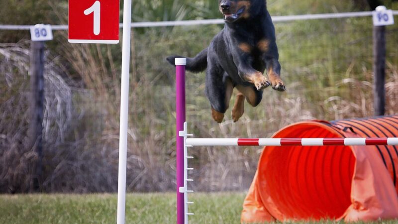 Practice Makes Pawfect - Orlando, FL
