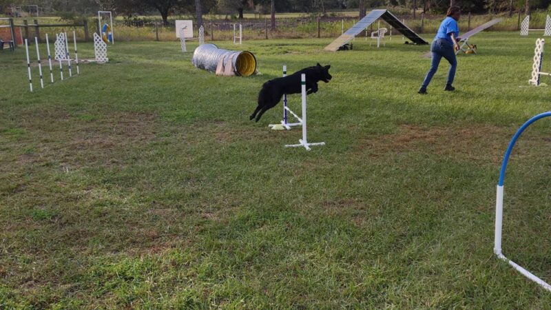 Practice Makes Pawfect - Orlando, FL