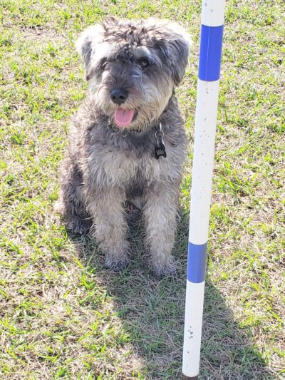 Practice Makes Pawfect - Orlando, FL