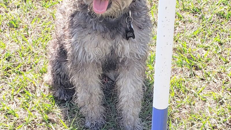 Practice Makes Pawfect - Orlando, FL