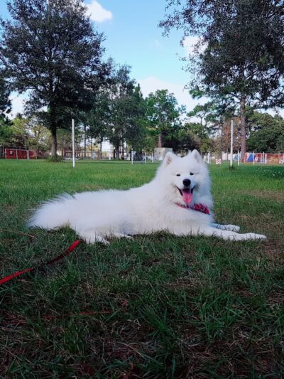 Practice Makes Pawfect - Orlando, FL