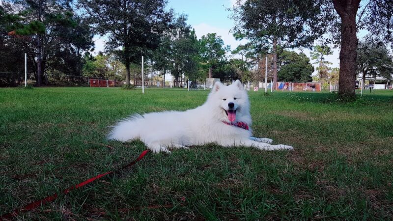 Practice Makes Pawfect - Orlando, FL