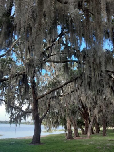Roosevelt Martin Park - Orlando, FL