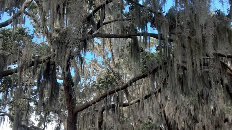 Roosevelt Martin Park - Orlando, FL