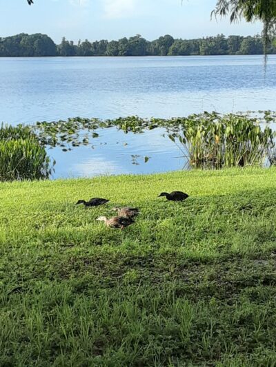 Roosevelt Martin Park - Orlando, FL