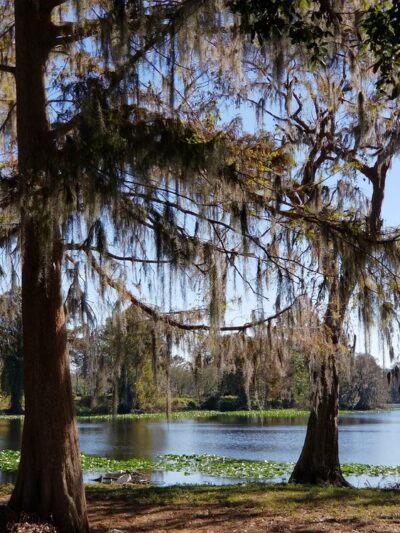 Rosemont Park - Orlando, FL