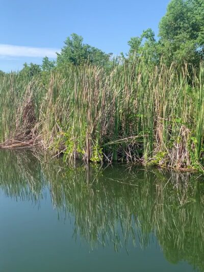 Young Pine Community Park - Orlando, FL