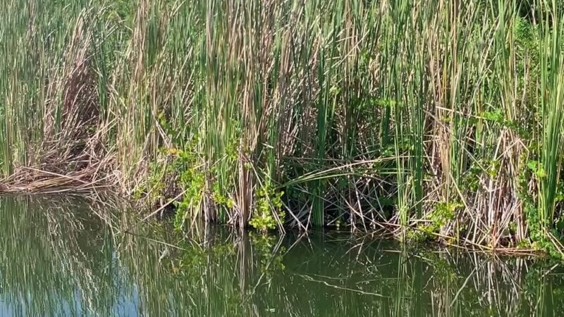 Young Pine Community Park - Orlando, FL