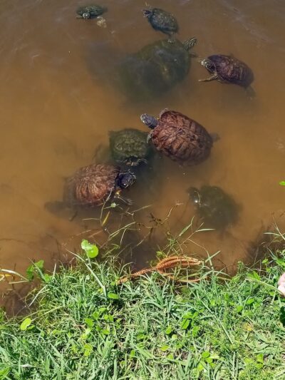 Ormond Shores Park - Ormond Beach, FL