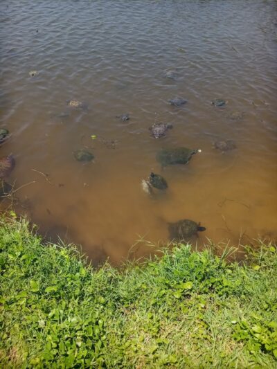 Ormond Shores Park - Ormond Beach, FL